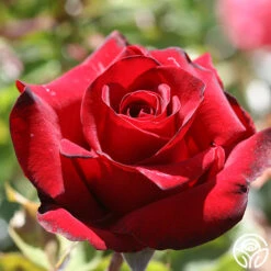 Black Pearl -FloraFinesse Shop black pearl 2 1 1