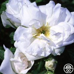 Blanc Double De Coubert -FloraFinesse Shop blanc double de coubert logo 01