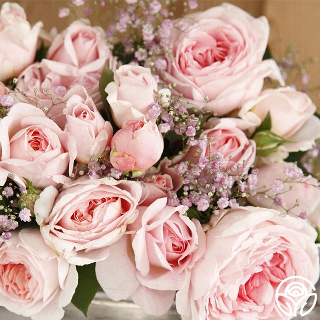 Parfuma® Bliss 2 Parfuma® Bliss - Image 2