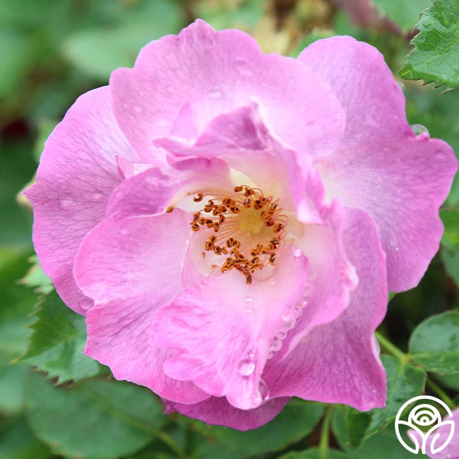 Blue For You 2 Blue For You - Image 2