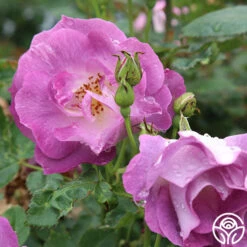 Blue For You 7 Blue For You -FloraFinesse Shop blue for you 2 1