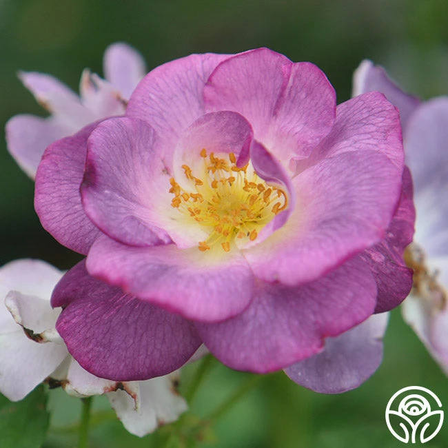 Blue For You 1 Blue For You