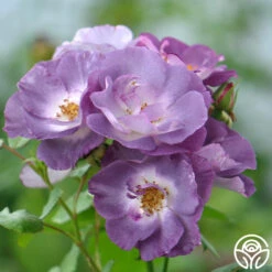 Blue For You 6 Blue For You -FloraFinesse Shop blue for you 5