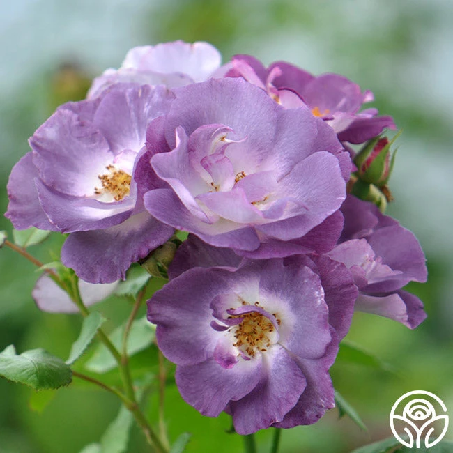 Blue For You 3 Blue For You - Image 3