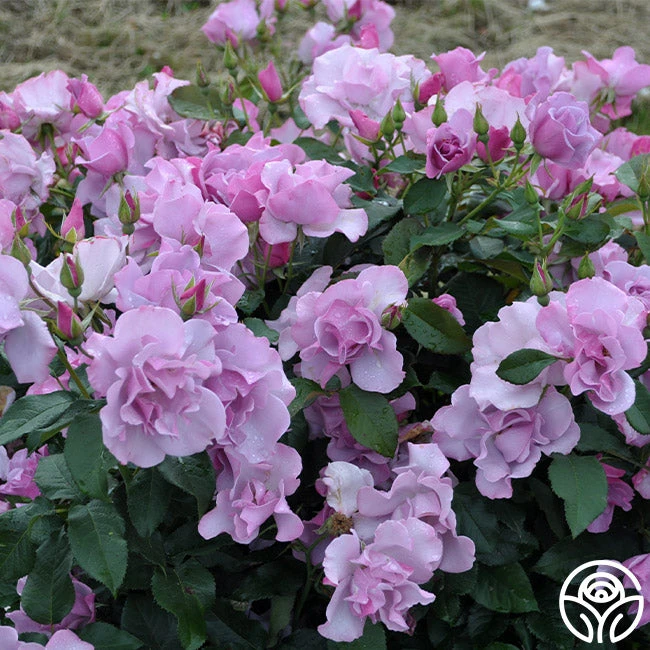 Blueberry Hill 2 Blueberry Hill - Image 2