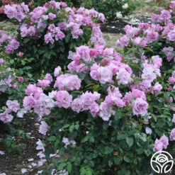 Blueberry Hill 7 Blueberry Hill -FloraFinesse Shop blueberry hill 2 1