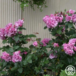 Blueberry Hill 9 Blueberry Hill -FloraFinesse Shop blueberry hill 4 5