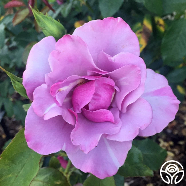 Blueberry Hill 1 Blueberry Hill