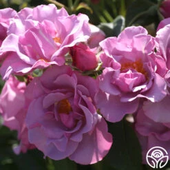 Blueberry Hill 8 Blueberry Hill -FloraFinesse Shop blueberry hill 6