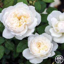 Bolero™ -FloraFinesse Shop bolero 1 1