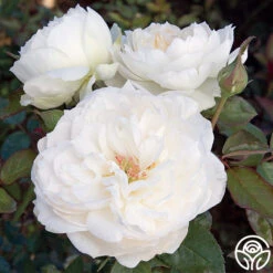 Bolero™ -FloraFinesse Shop bolero 3 1