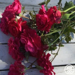 Braveheart™ -FloraFinesse Shop braveheart 11