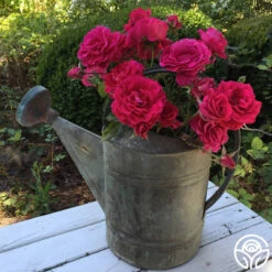 Braveheart™ -FloraFinesse Shop braveheart 9 1