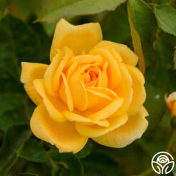 Brenda Burg™ -FloraFinesse Shop brenda burg 3