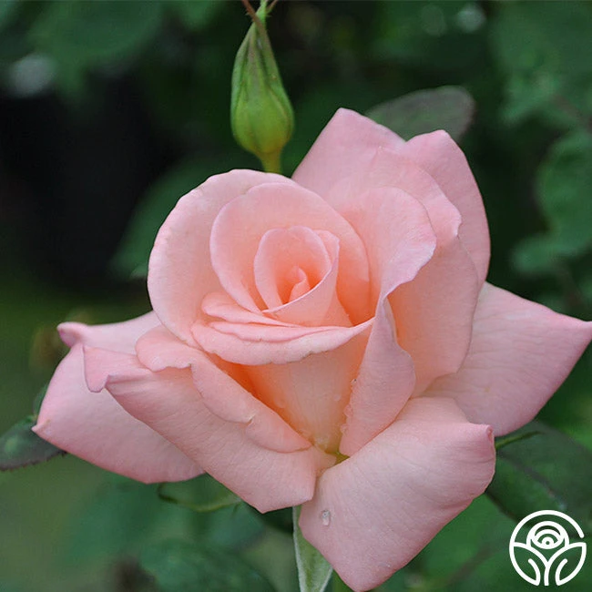 Bride 4 Bride - Image 4