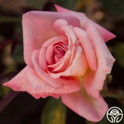 Bride 7 Bride -FloraFinesse Shop bride 56