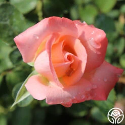 Bride 9 Bride -FloraFinesse Shop bride 6