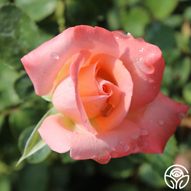 Bride 5 Bride - Image 5