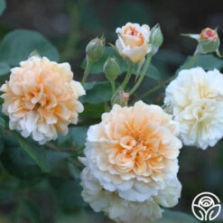 Buff Beauty -FloraFinesse Shop buff beauty 1 7