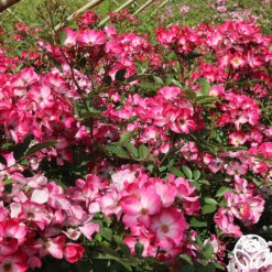 Bukavu 10 Bukavu -FloraFinesse Shop bukavu 2