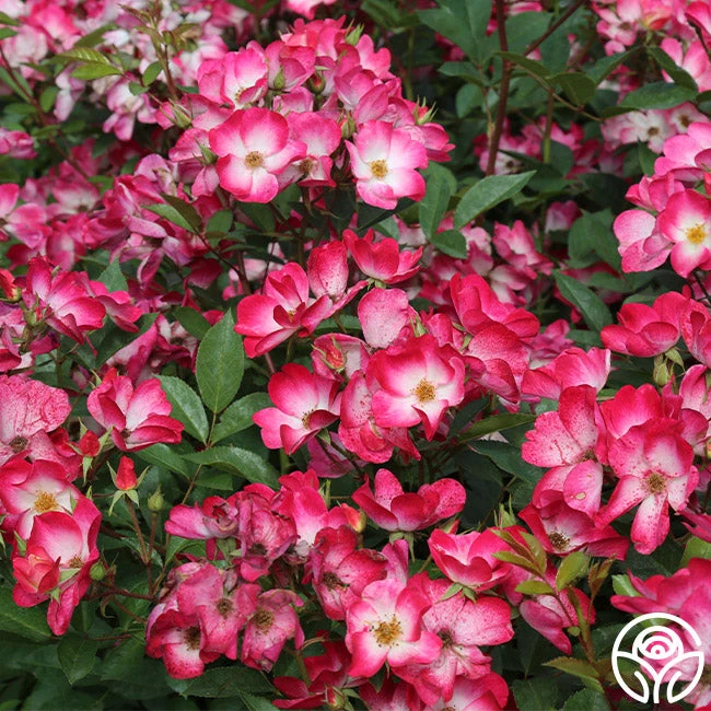 Bukavu 2 Bukavu - Image 2