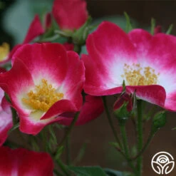 Bukavu 11 Bukavu -FloraFinesse Shop bukavu 4