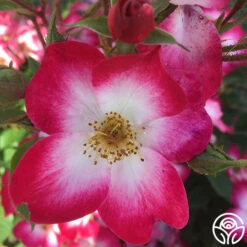 Bukavu 8 Bukavu -FloraFinesse Shop bukavu 6