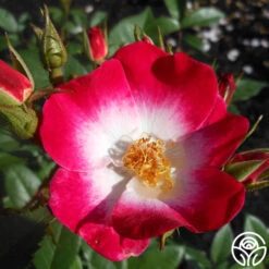 Bukavu 9 Bukavu -FloraFinesse Shop bukavu 7