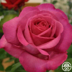 Buxom Beauty™ -FloraFinesse Shop buxom beauty 3 1 2