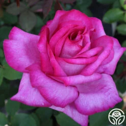 Buxom Beauty™ -FloraFinesse Shop buxom beauty 4 1