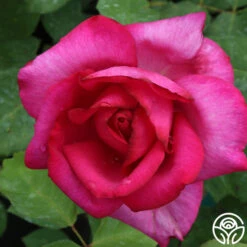 Buxom Beauty™ -FloraFinesse Shop buxom beauty 5