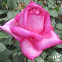 Buxom Beauty™ -FloraFinesse Shop buxom beauty 8