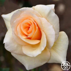 By Appointment™ -FloraFinesse Shop byappointment logo 01