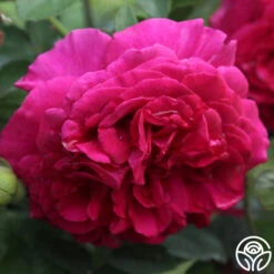 Princess Elise™ -FloraFinesse Shop c4