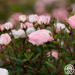 Calypso 10 Calypso -FloraFinesse Shop calypso 4