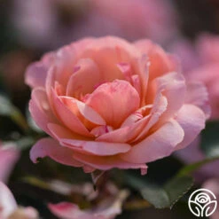 Calypso 11 Calypso -FloraFinesse Shop calypso 5