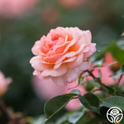 Calypso 13 Calypso -FloraFinesse Shop calypso 7