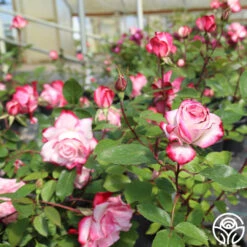 Candy Cane Cocktail™ -FloraFinesse Shop candycane cocktail 11