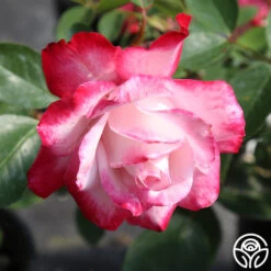 Candy Cane Cocktail™ -FloraFinesse Shop candycane cocktail 3