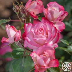 Candy Cane Cocktail™ -FloraFinesse Shop candycane cocktail 4