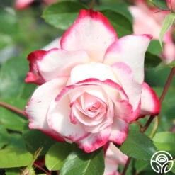 Candy Cane Cocktail™ -FloraFinesse Shop candycane cocktail 8