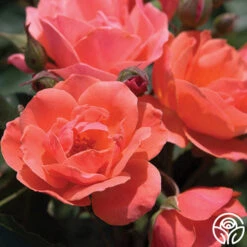 Carefree Celebration -FloraFinesse Shop carefree celebration logo