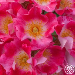 Carefree Spirit -FloraFinesse Shop carefree spirit 4