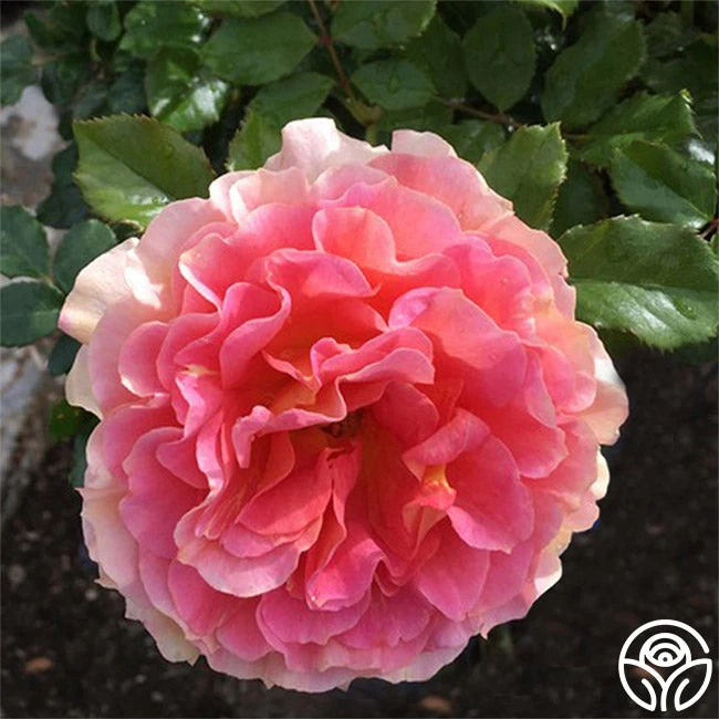 Caribbean Breeze 1 Caribbean Breeze