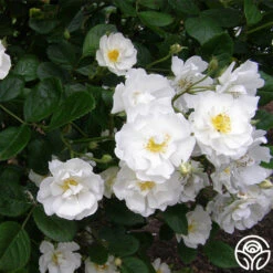 Cassie -FloraFinesse Shop cassie 3 2