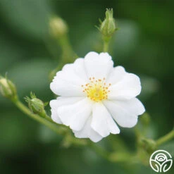 Cassie -FloraFinesse Shop cassie 5 2