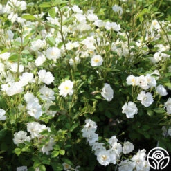 Cassie -FloraFinesse Shop cassie 6 2