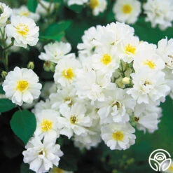 Cassie -FloraFinesse Shop cassie 7