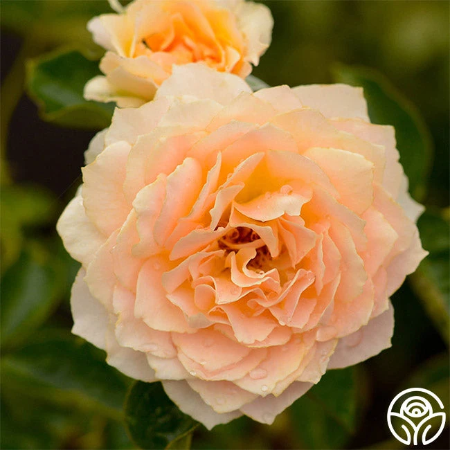 Celtic Pride™ 2 Celtic Pride™ - Image 2