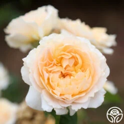 Celtic Pride™ 9 Celtic Pride™ -FloraFinesse Shop celtic pride 11